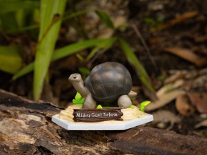 Coco Aldabra giant tortoise