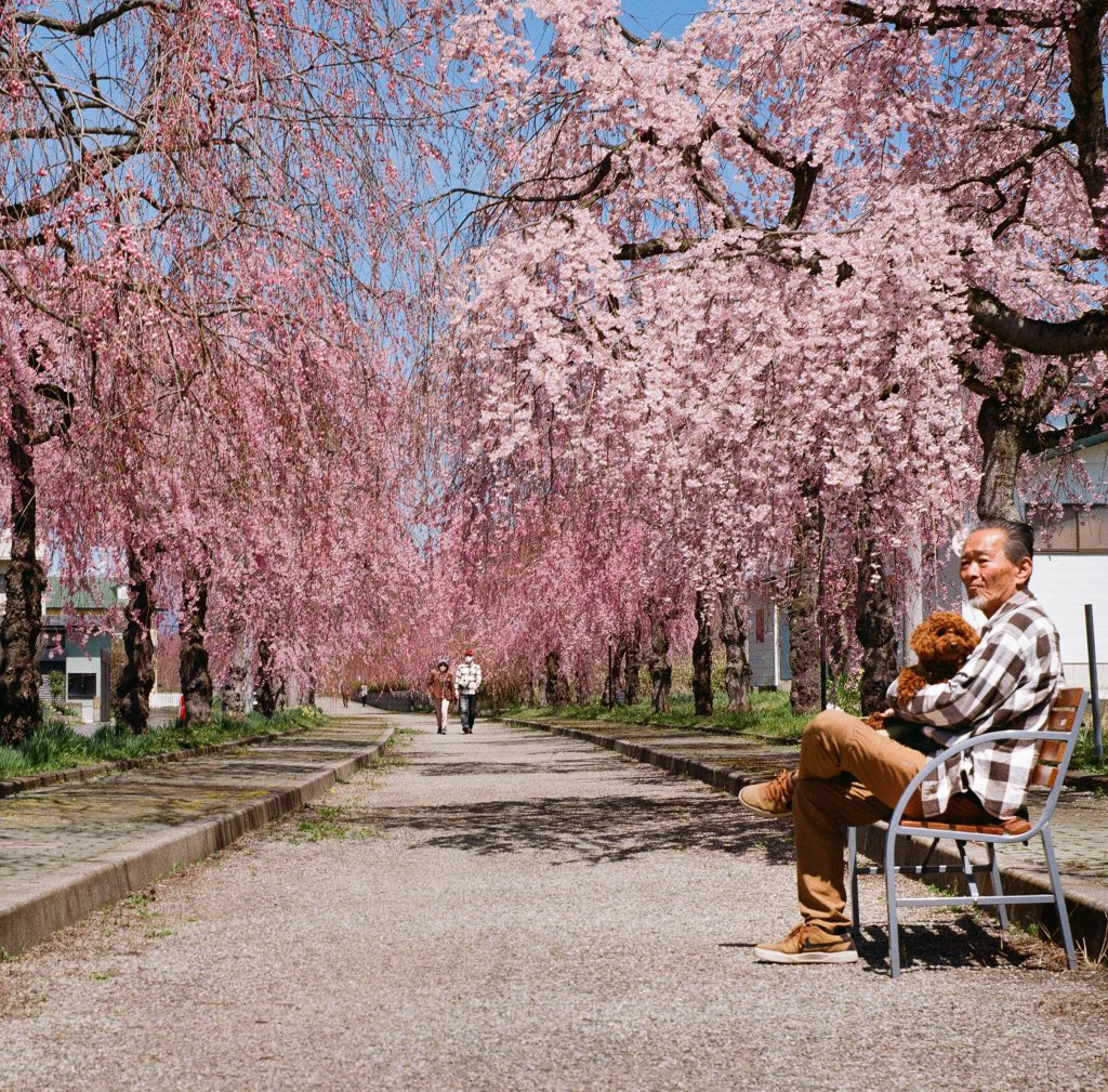 Cherry Blossom - Nicchusen Weeping Cherry Tree