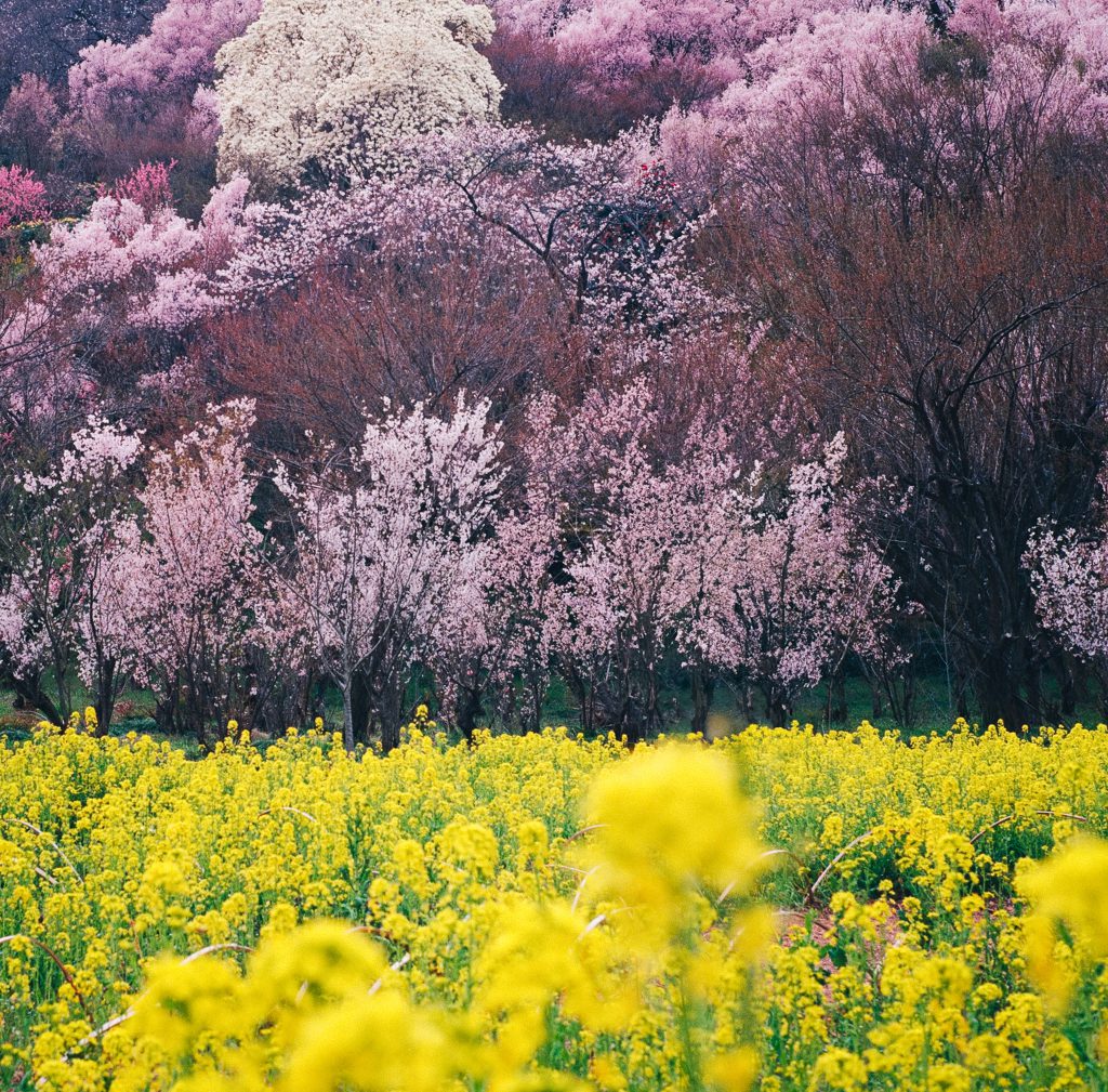 Cherry Blossom - Hanamiyama Park