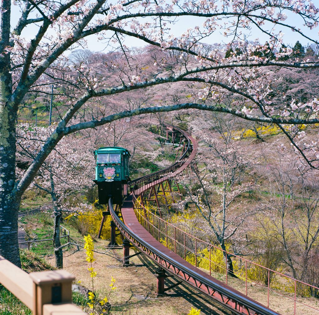 Cherry Blossom - Funaoka Castle Ruins Park