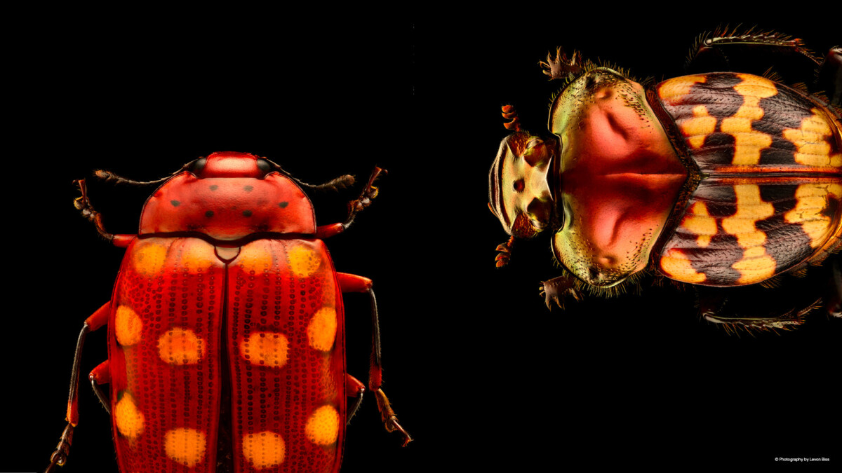 ArtScience Museum Insects exhibition masthead