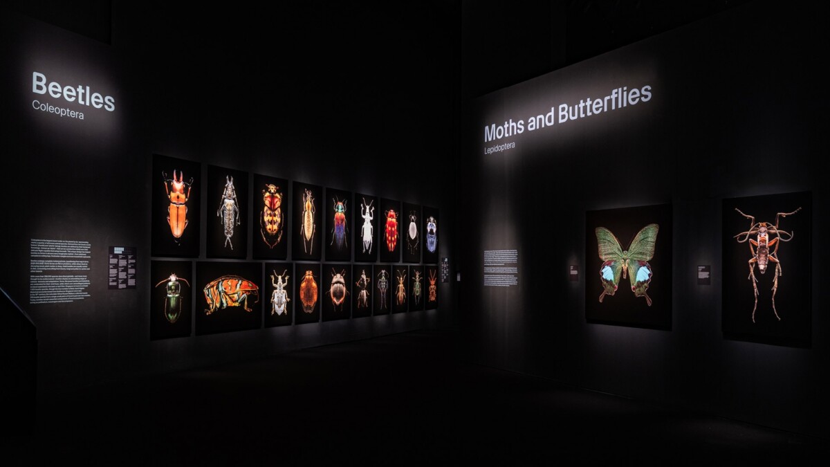 ArtScience Museum Insects exhibition gallery view