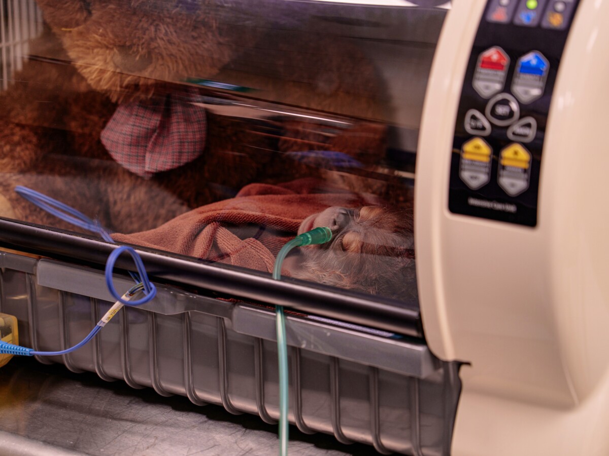 Newborn Ayaan receives post-delivery care in an incubator following the caesarean procedure. Photo credit: Mandai Wildlife Group