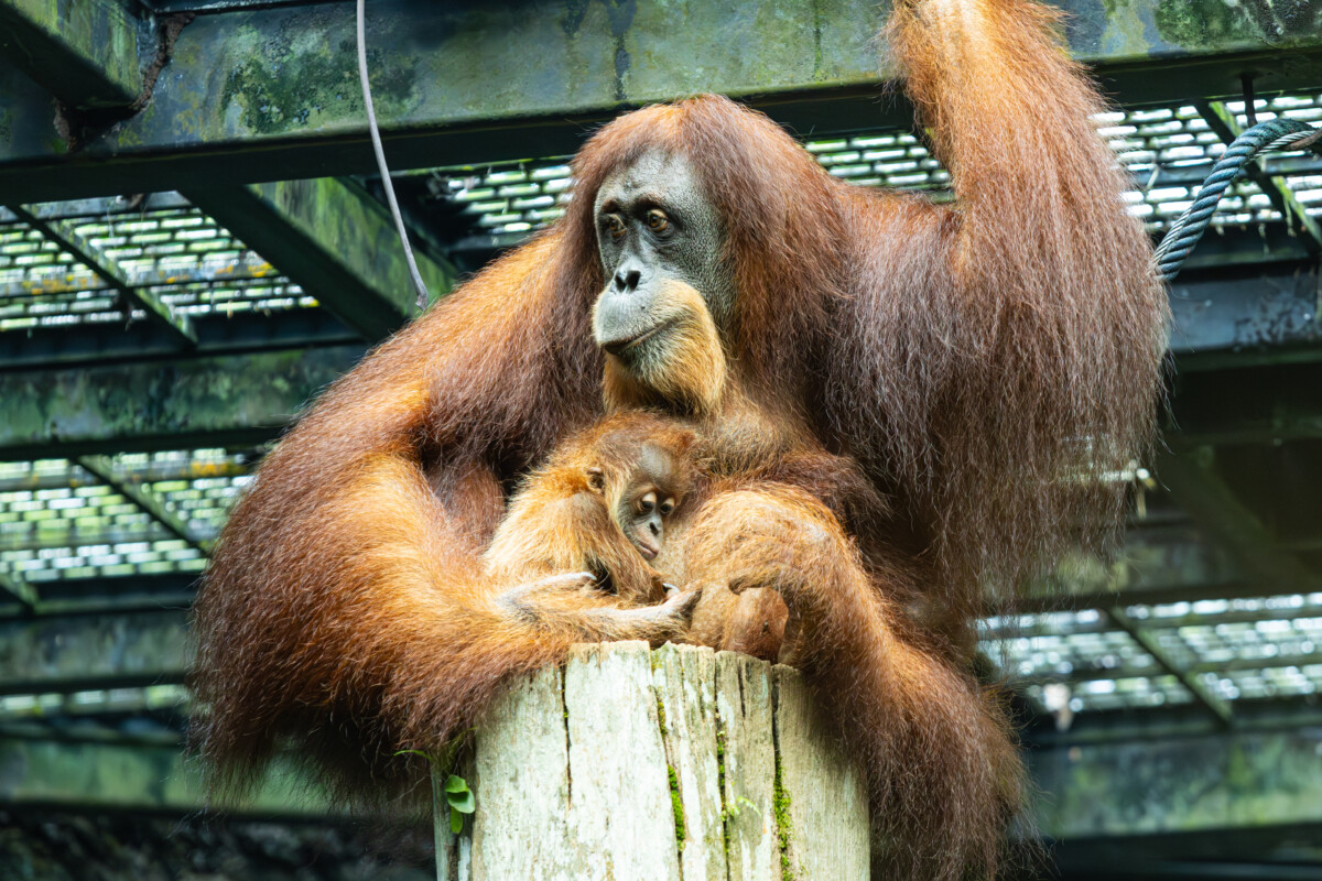 Now eight weeks old, Ayaan is growing stronger each day, staying close to his mother Chomel. Photo credit: Mandai Wildlife Group
