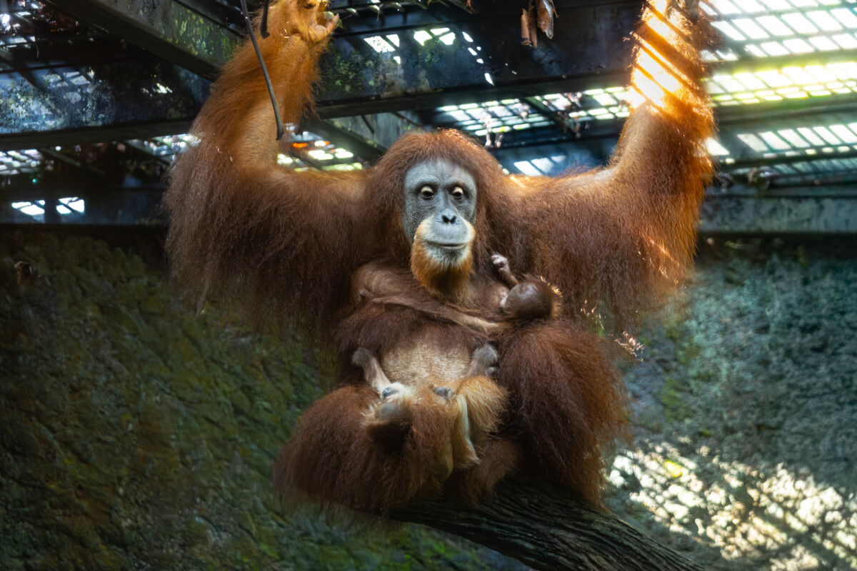 Chomel with Ayaan (left) and Lio (right) in the orangutan exhibit at Singapore Zoo. She is one of Ah Meng's descendants. Photo credit: Mandai Wildlife Group