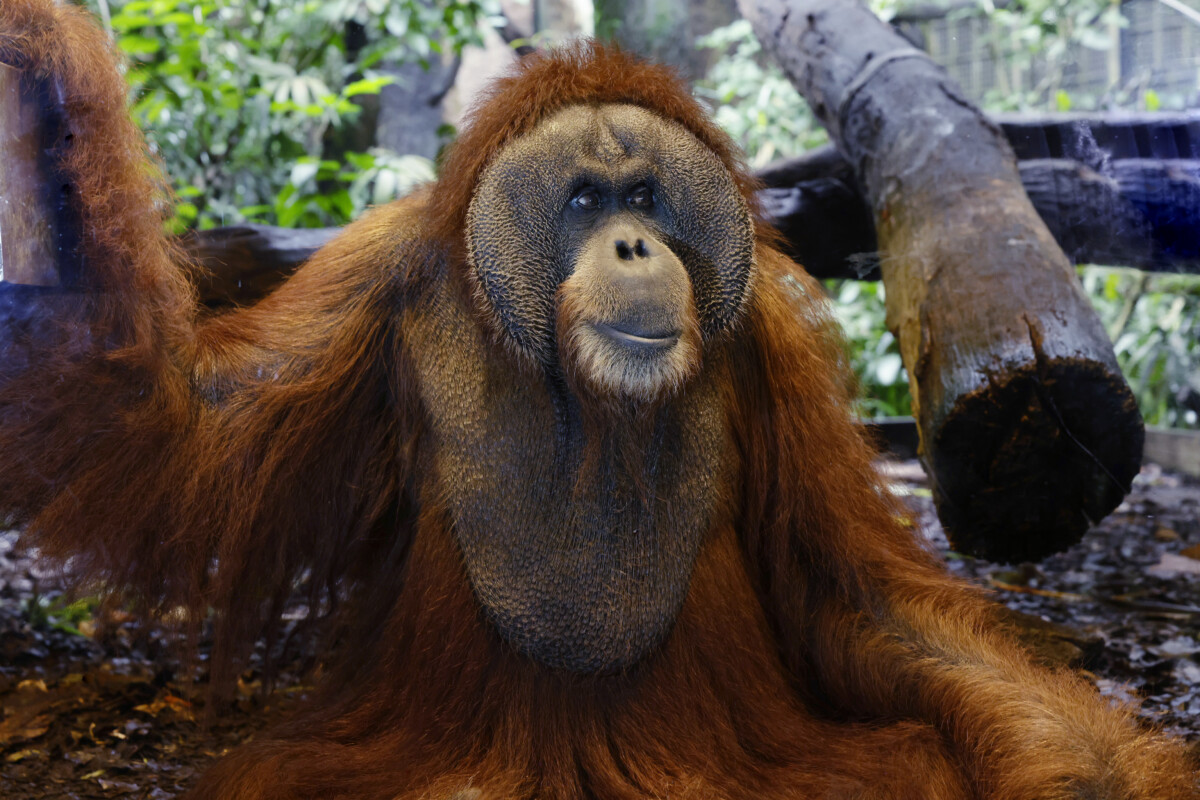 Charlie, Ayaan's father, is easily recognised by his broad cheek pads, characteristic of a mature male Sumatran orangutan. Photo credit: Mandai Wildlife Group