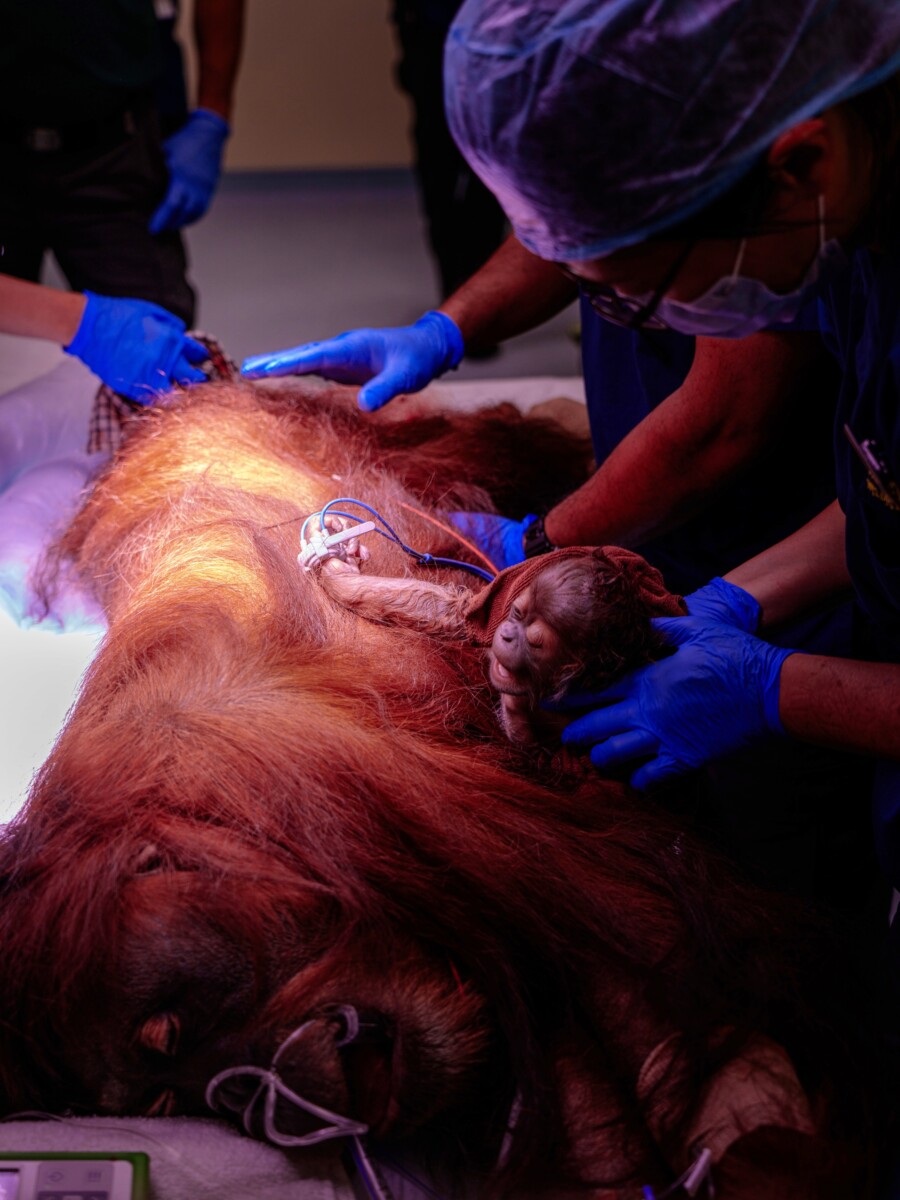 Once stabilised, Ayaan was introduced to Chomel during her post-anaesthetic recovery to initiate scent familiarisation — a critical step in supporting mother-infant bonding. Photo credit: Mandai Wildlife Group