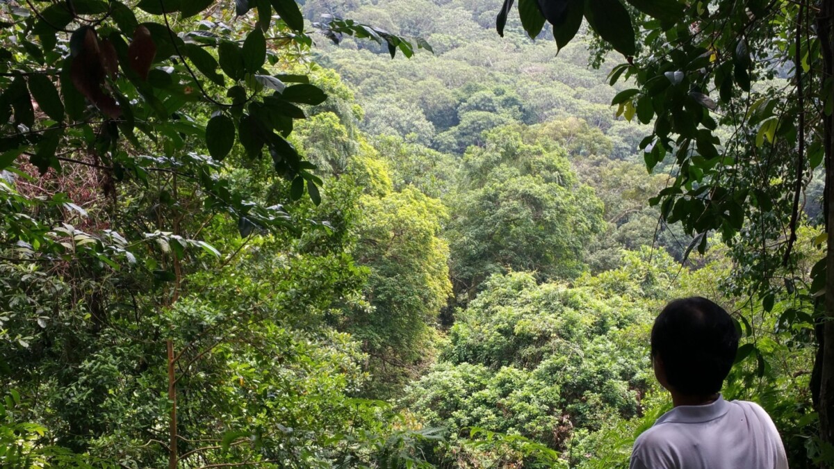 Summit view at Bukit Timah Nature Reserve Singapore