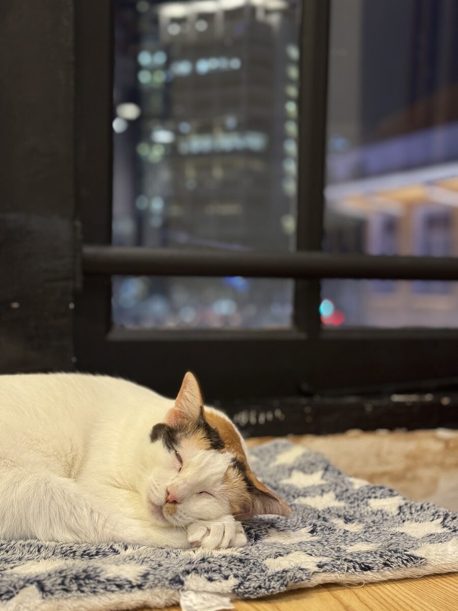White and brown calico cat napping by the window with Bugis skyline behind