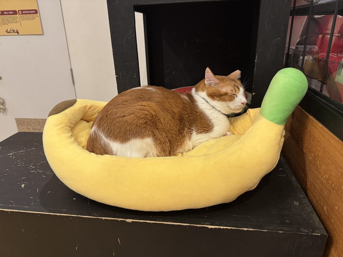 Ginger and white cat asleep inside a yellow banana-shaped pet bed