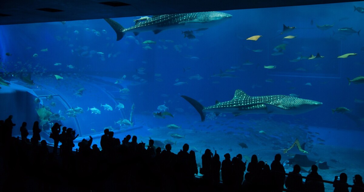Whale sharks in the Kuroshio tank at Okinawa Churaumi Aquarium