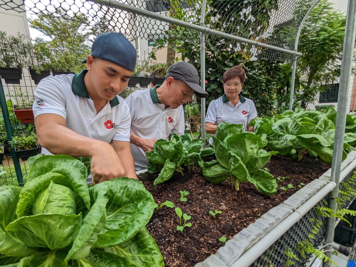 Community In Bloom gardeners tending vegetables in a raised planter bed in Singapore