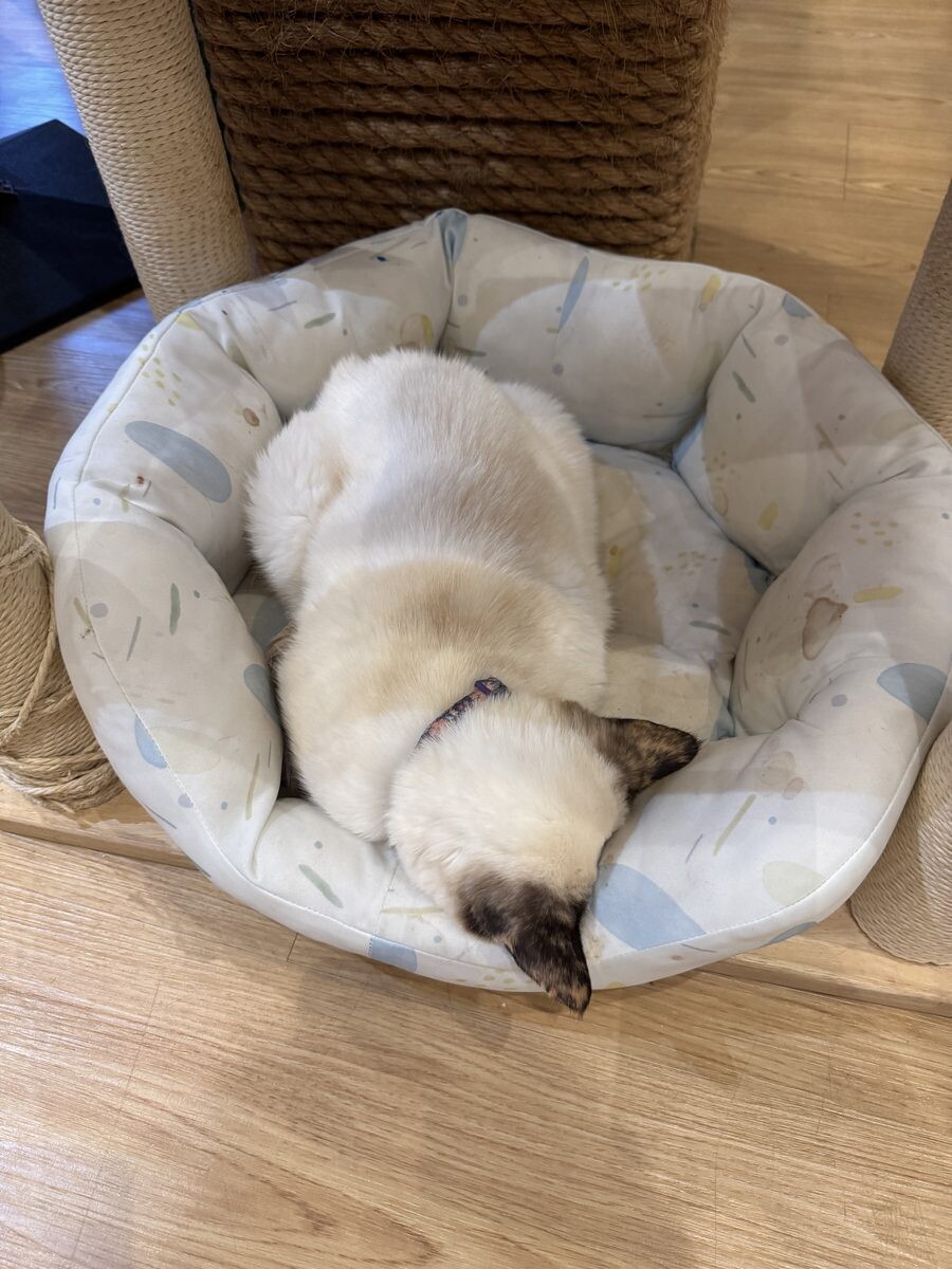 Cream-coloured pointed cat curled up and sleeping in a fabric bed