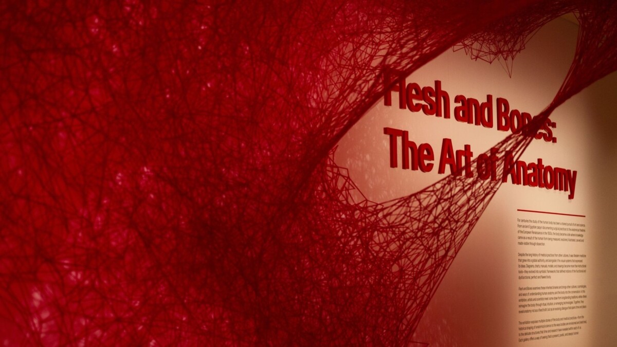 Flesh And Bones anatomy exhibition gallery