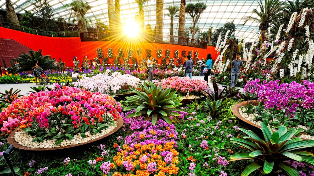 Flower Dome Orchid Extravaganza at Gardens by the Bay
