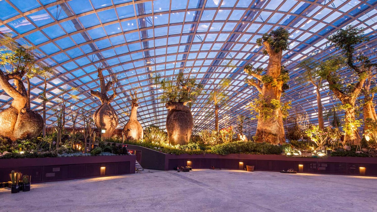 Baobab bottle trees inside the Flower Dome at Gardens by the Bay