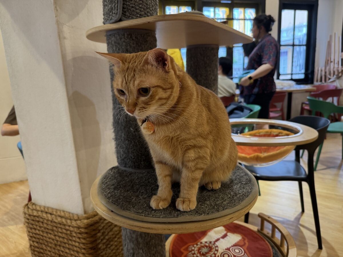 Short-haired ginger cat perched on a cat tower at The Cat Cafe Bugis