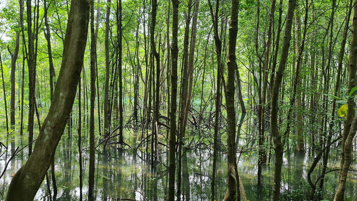 Pasir Ris mangrove activity