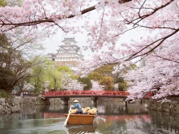 Spring in Japan — cherry blossom season, SJ60 photo contest theme