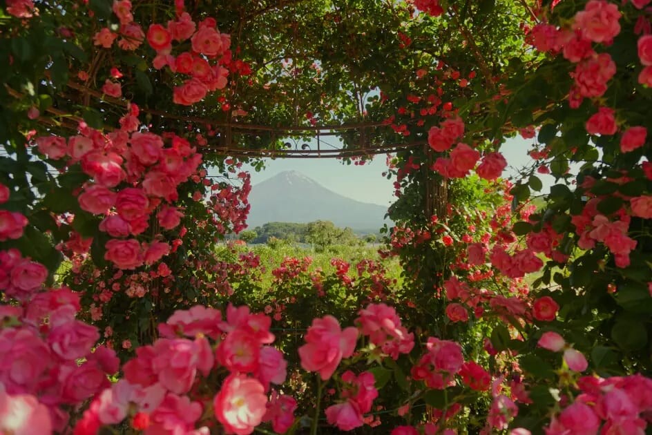 Summer in Japan — festivals and nature, SJ60 photo contest theme