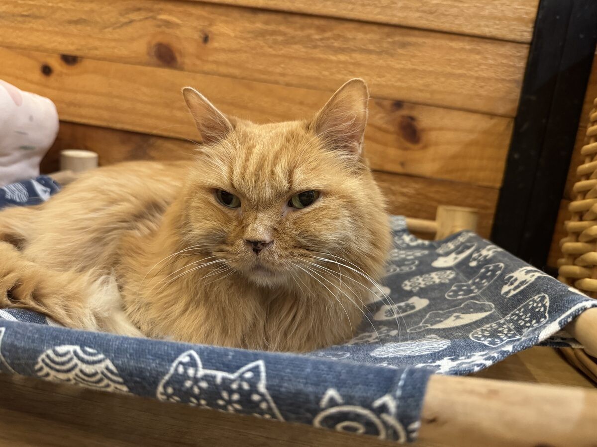 Long-haired ginger cat lounges in a cat-print hammock with a deadpan stare