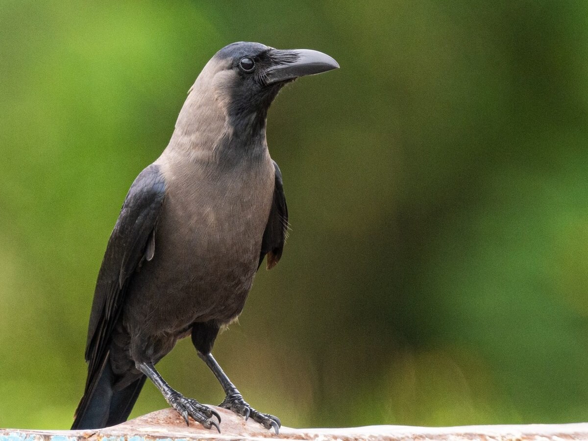 House crow perched on a rusty blue railing, from NParks' house crow advisory page