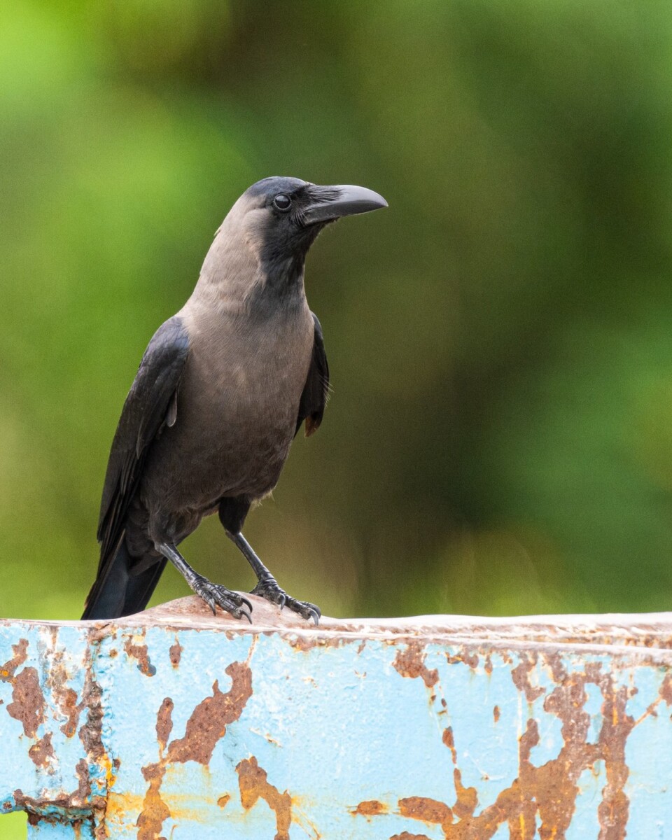 House crow with grey collar and black wings standing on a painted metal rail