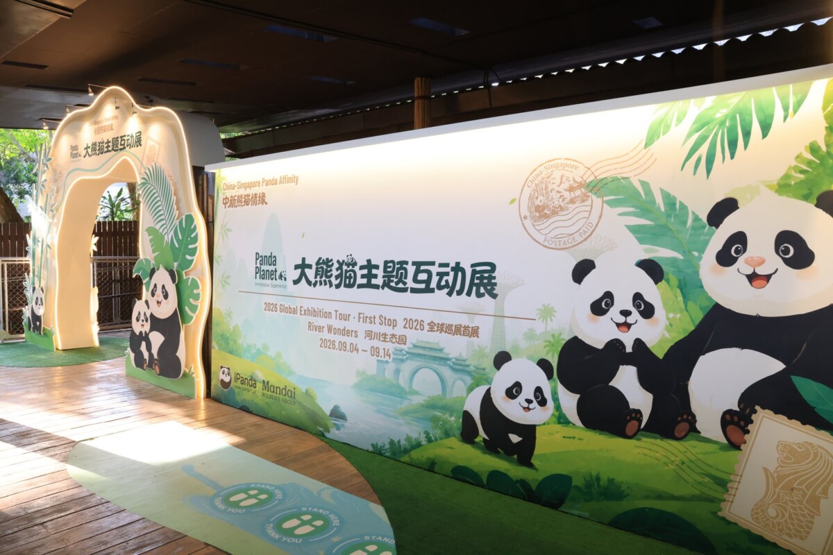 Kai Kai the giant panda munching bamboo lying on his back