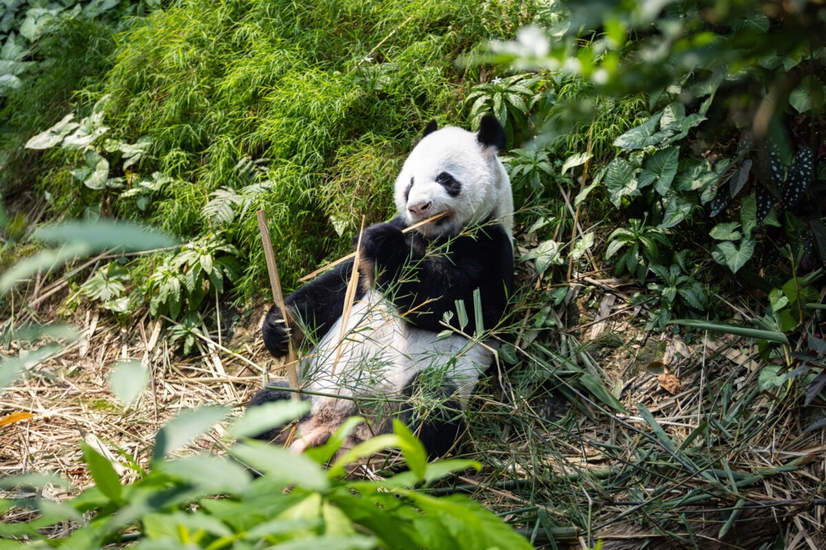 Kai Kai and Jia Jia giant pandas at River Wonders Singapore