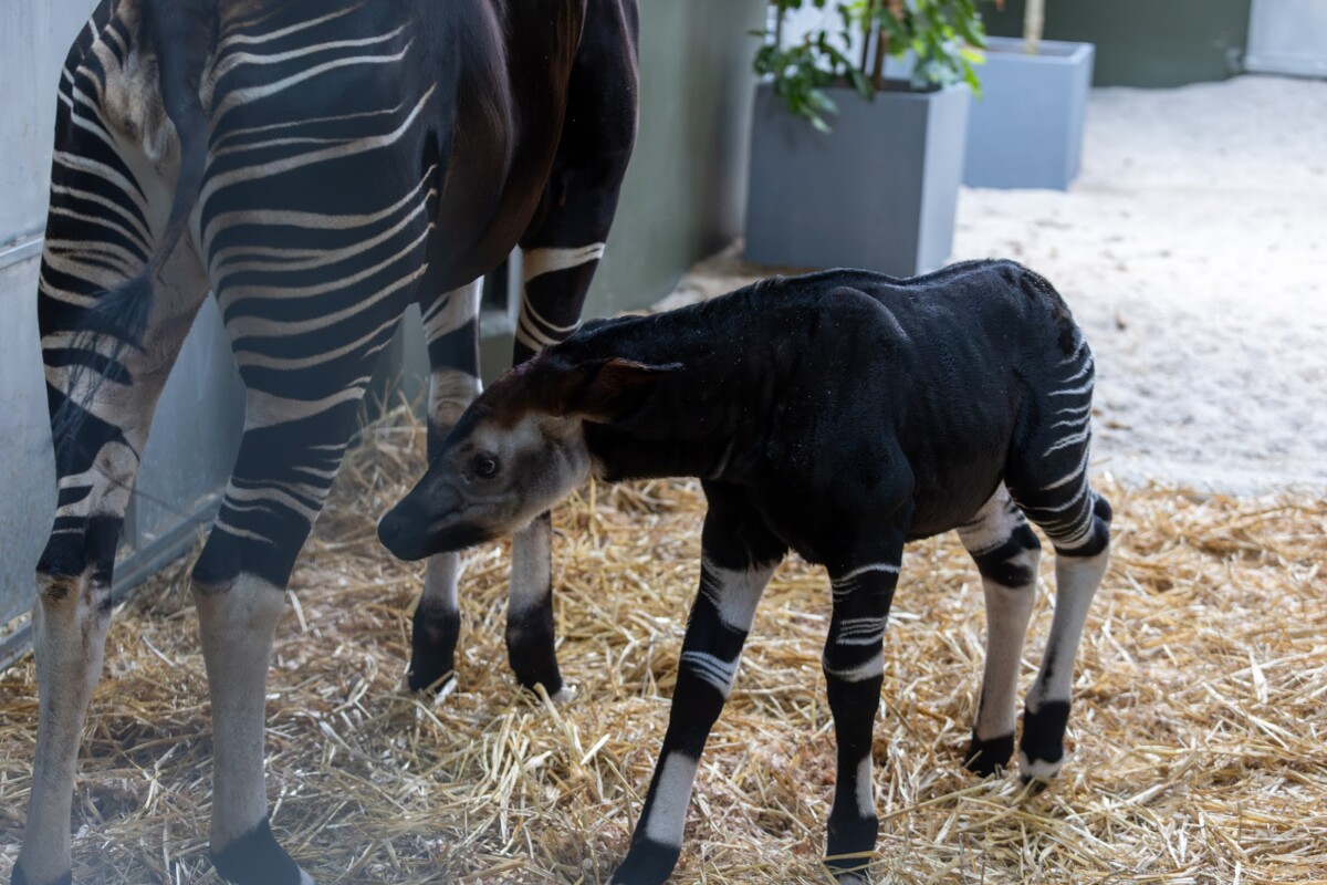 Kisala and her newborn calf in their off-exhibit den at Rainforest Wild Adventure East