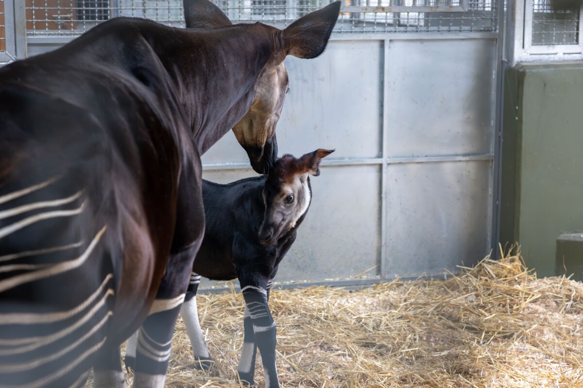 First-time mother Kisala has taken well to motherhood, tenderly caring for her young calf
