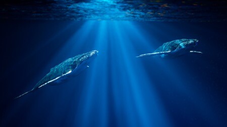 ONE Ocean immersive projection Science Centre