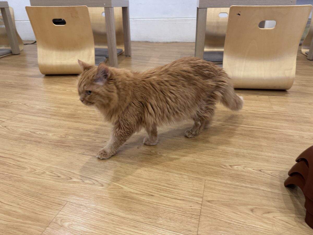 A long-haired ginger cat saunters past wooden chairs at The Cat Cafe Bugis