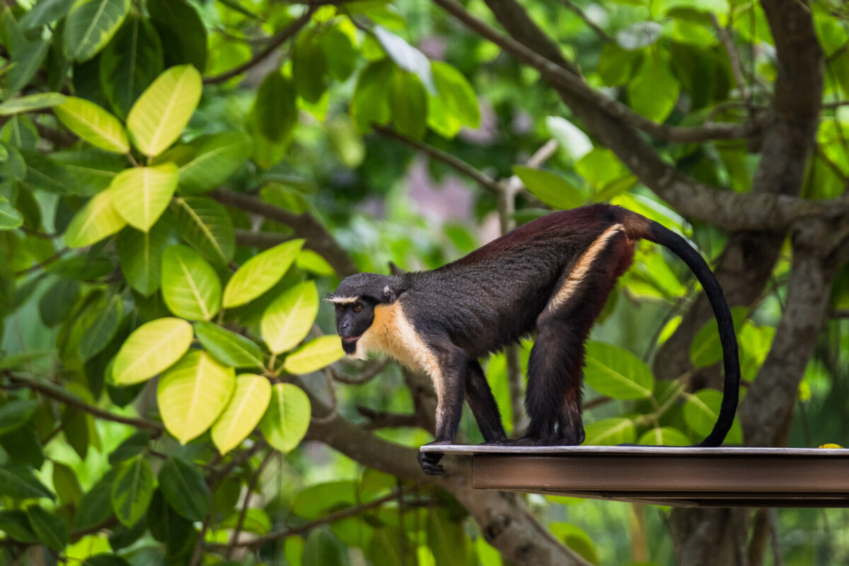 A Diana monkey at the Riverine Forest, Rainforest Wild Adventure East. Photo: Mandai Wildlife Group