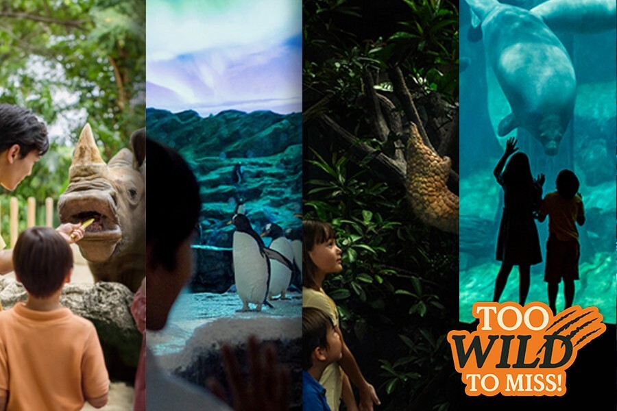 Singapore Zoo and Mandai Wildlife Reserve visit itinerary still