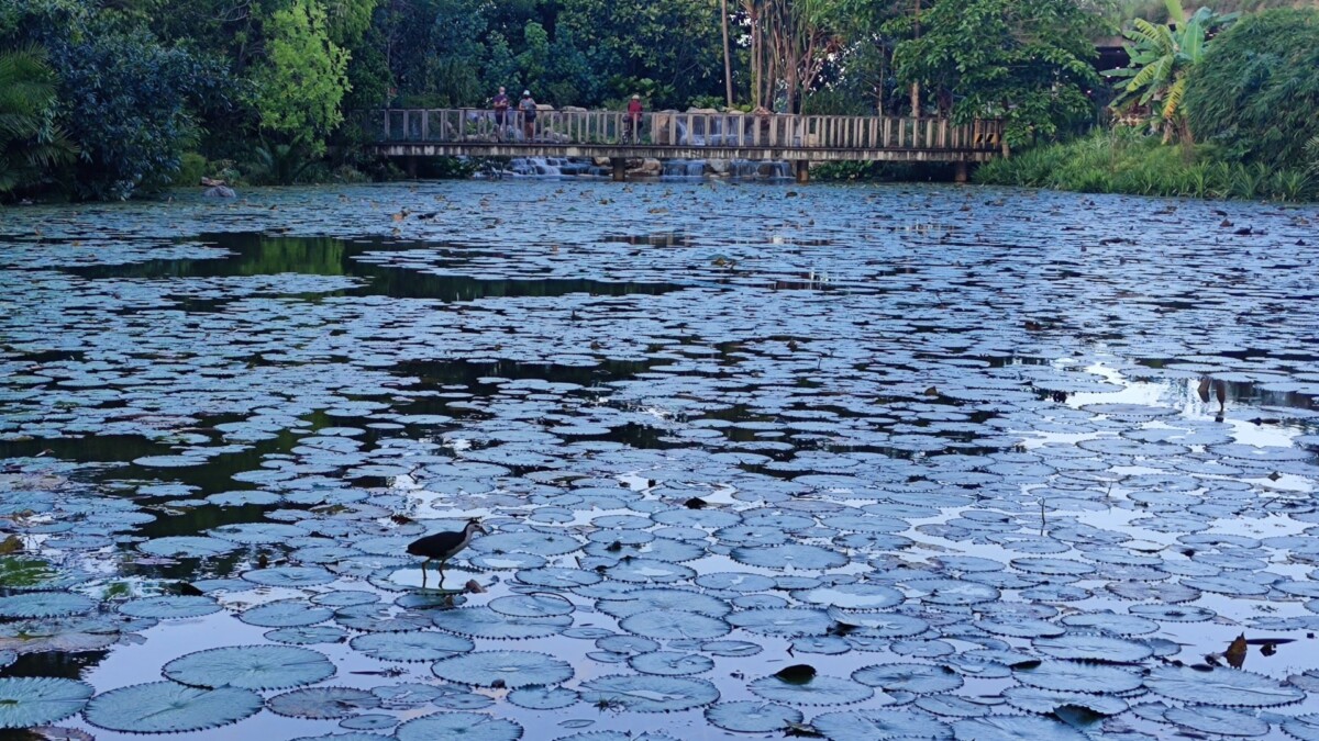 Nature And Sustainability Tours At Gardens: Free Go Green SG Walks