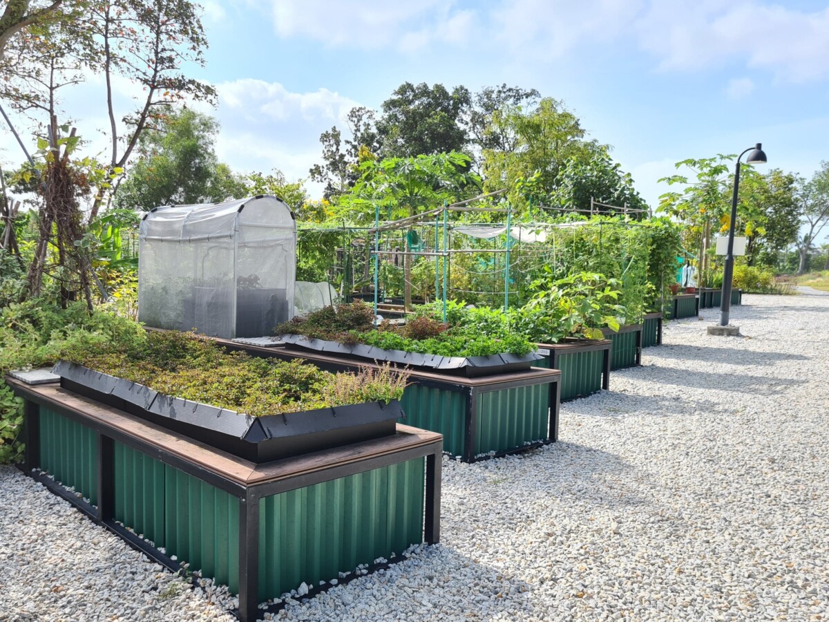 Allotment garden plot in Singapore with raised planter beds at an NParks park