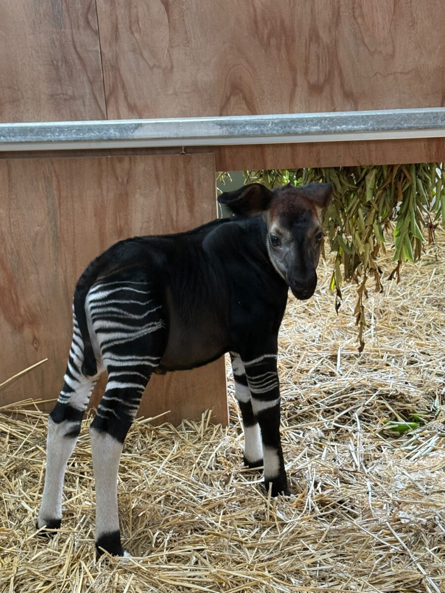 The okapi calf spends much of its time in a specially built calving box within its den