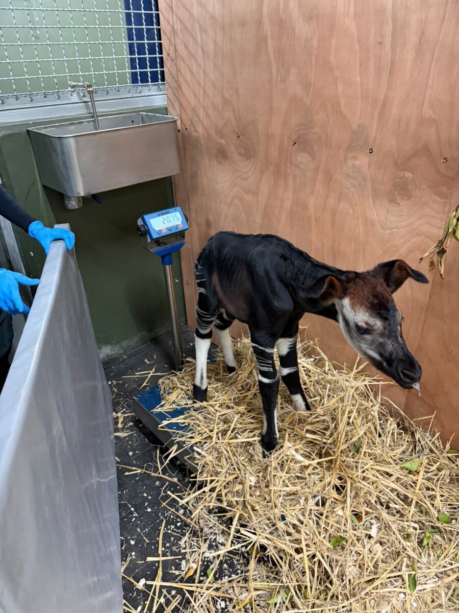 The newborn male okapi calf weighing about 20kg at his first weigh-in on 28 July 2026