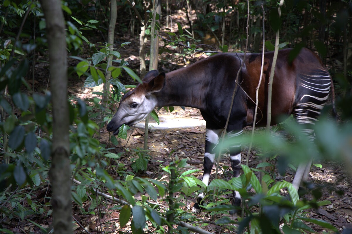 Okapi at Rainforest Wild Adventure East Mandai
