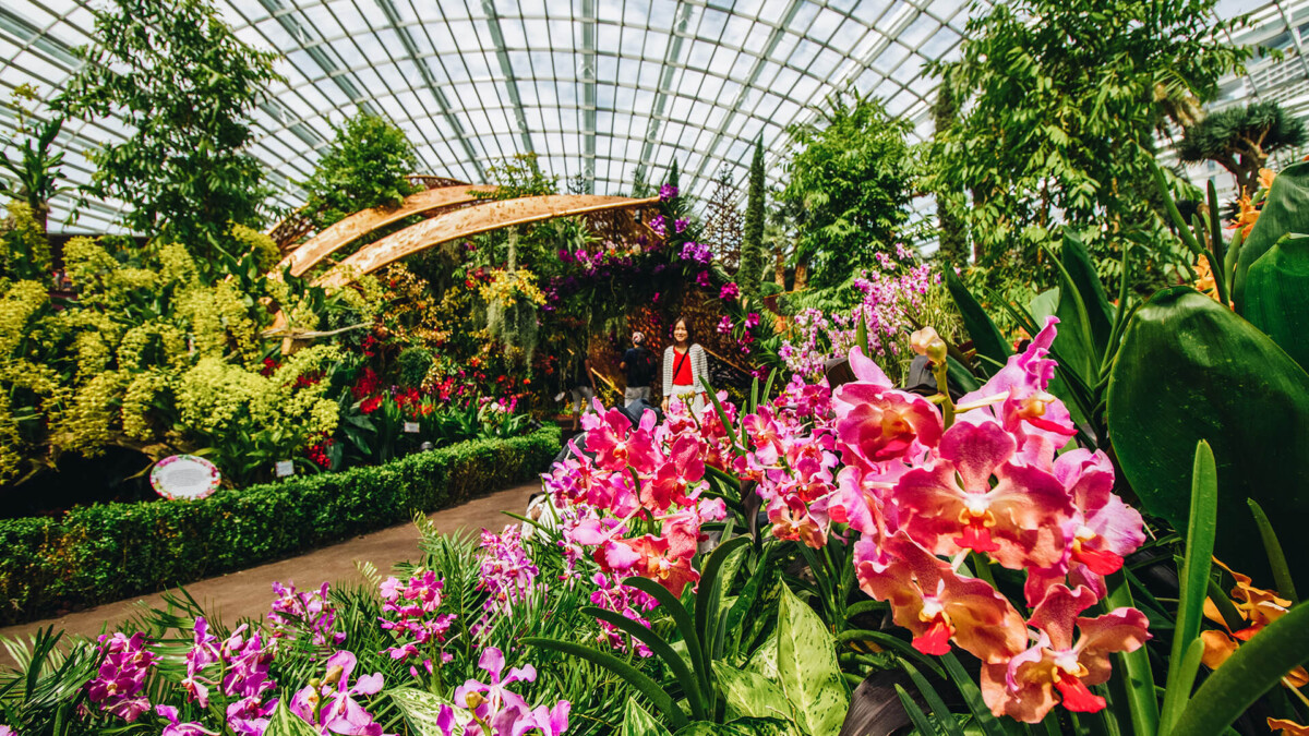 Orchid Extravaganza Flower Dome orchid display in bloom