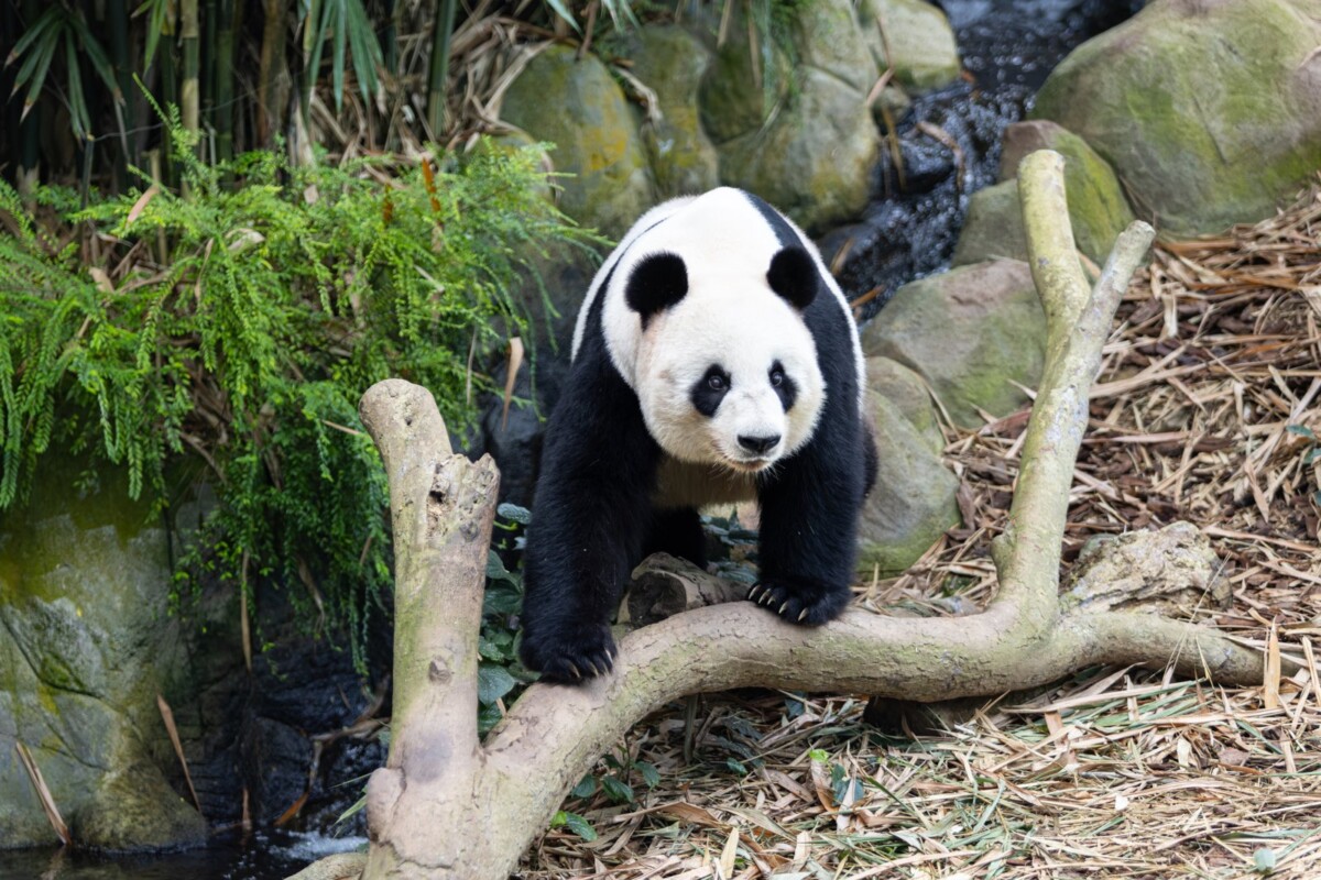 Panda Planet Immersive Experience at River Wonders