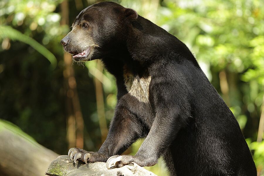 Sun bear at Rainforest Wild Asia