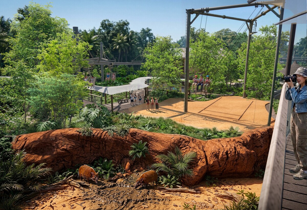 Ravine Swing Rainforest Wild Adventure East