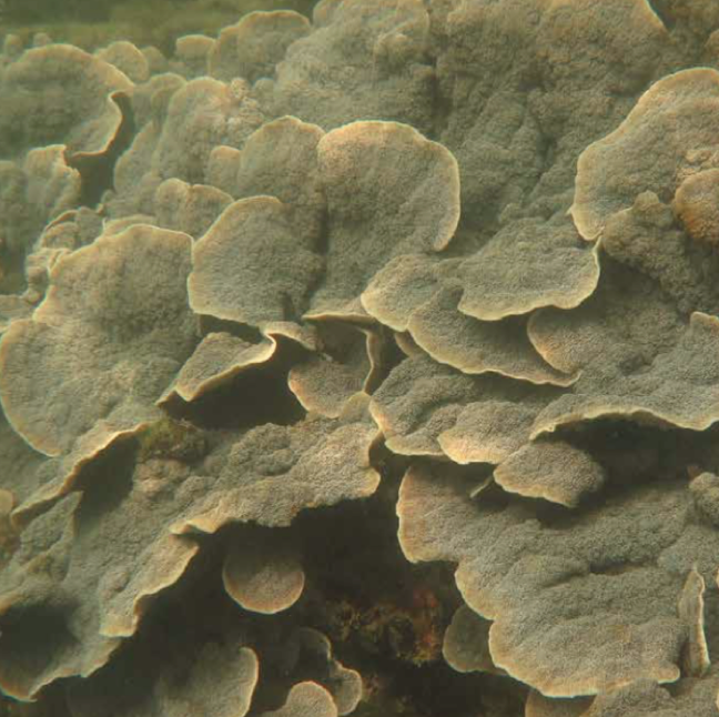 Coral reef at Semakau monitored during construction of the landfill perimeter bund
