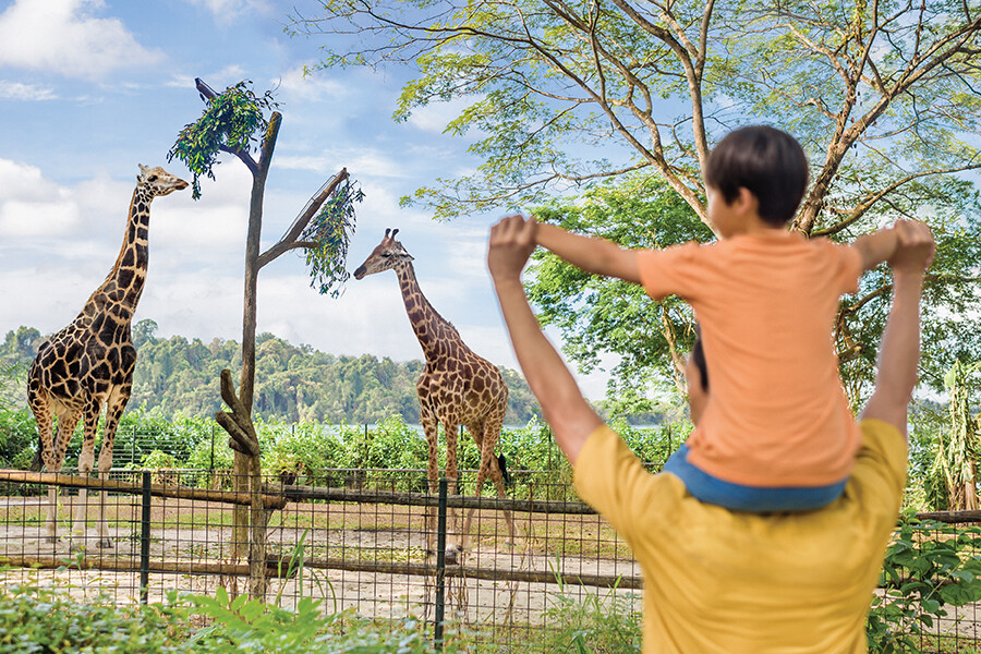 A child on a parent's shoulders watches two giraffes at Singapore Zoo