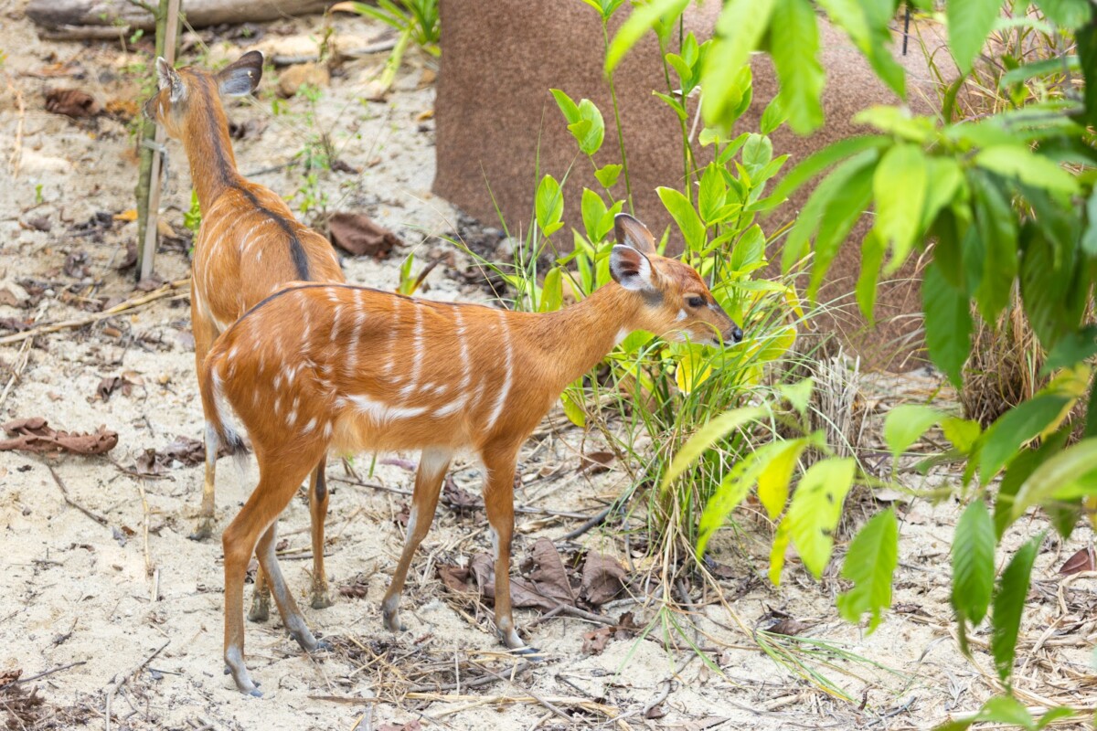 Female sitatungas forage amongst the vegetation at Rainforest Wild Adventure East's Red Ravine
