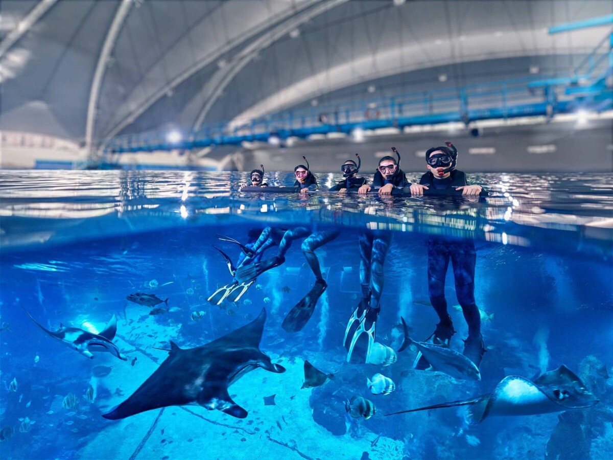 Snorkellers float at the surface above manta rays and fish in the Singapore Oceanarium habitat