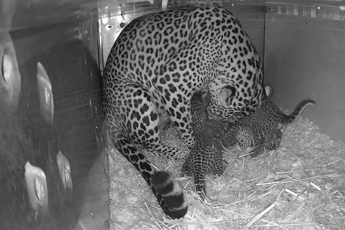 Yala the Sri Lankan leopard with her cubs in their nest box at Singapore Zoo