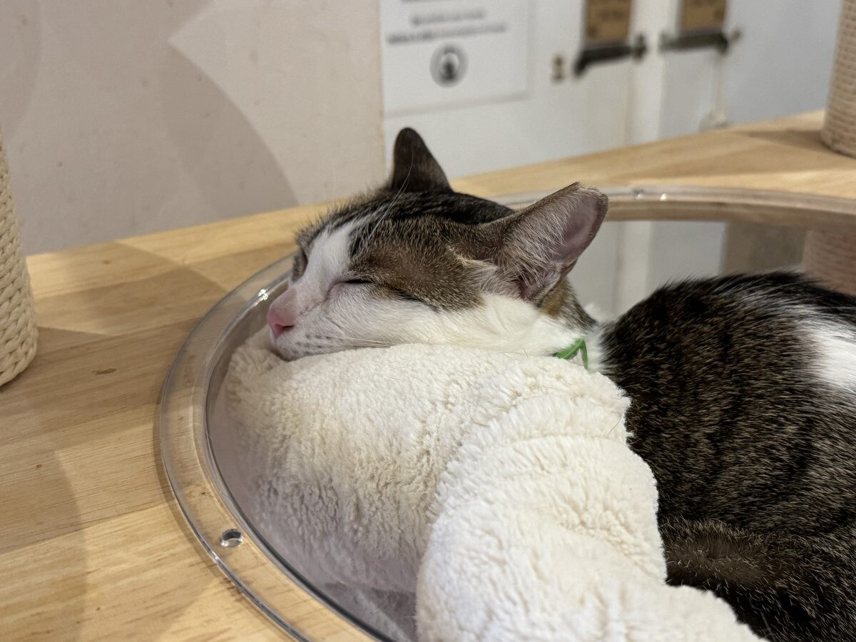 Brown tabby cat sleeping peacefully in a fluffy bowl-shaped bed